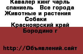 Кавалер кинг чарль спаниель - Все города Животные и растения » Собаки   . Красноярский край,Бородино г.